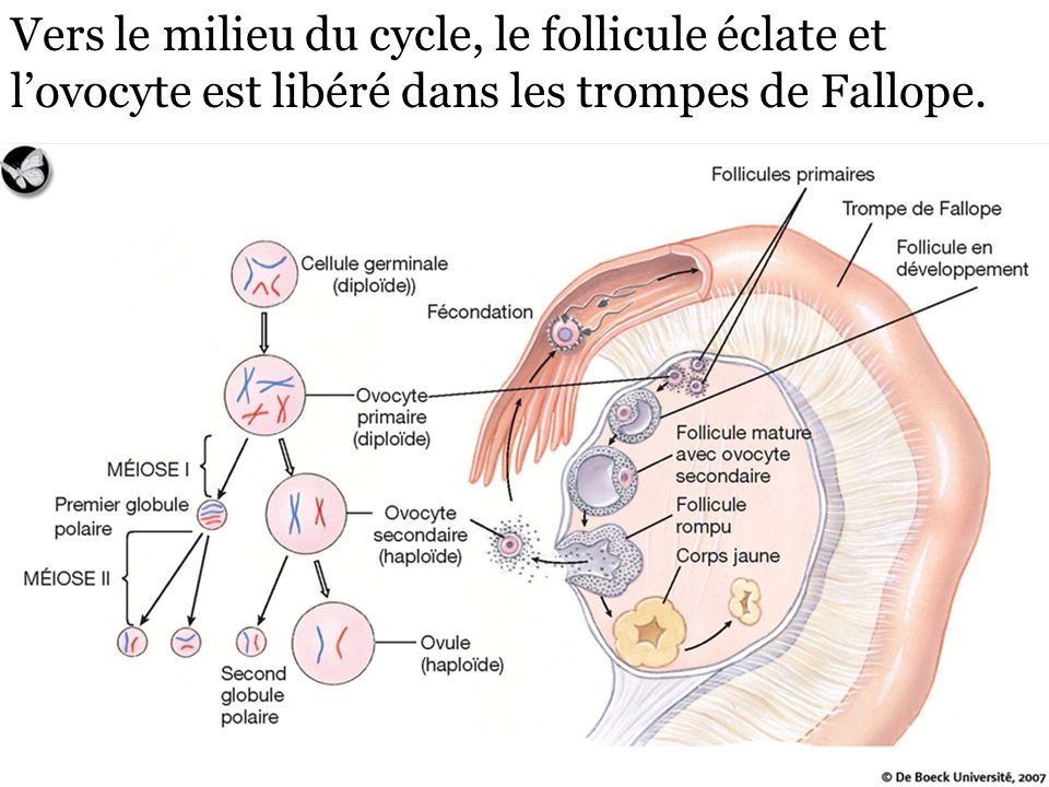 Vers le milieu du cycle, le follicule éclate et l’ovocyte est libéré dans les trompes de Fallope.
