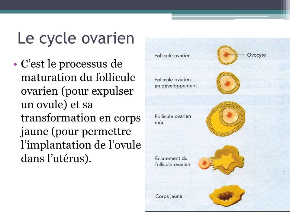 Le cycle ovarien C’est le processus de maturation du follicule ovarien (pour expulser un ovule) et sa transformation en corps jaune (pour permettre l’implantation de l’ovule dans l’utérus).