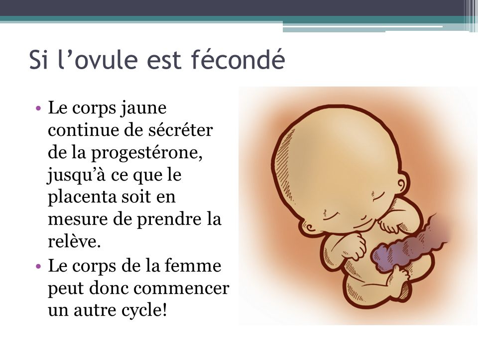 Si l’ovule est fécondé Le corps jaune continue de sécréter de la progestérone, jusqu’à ce que le placenta soit en mesure de prendre la relève.