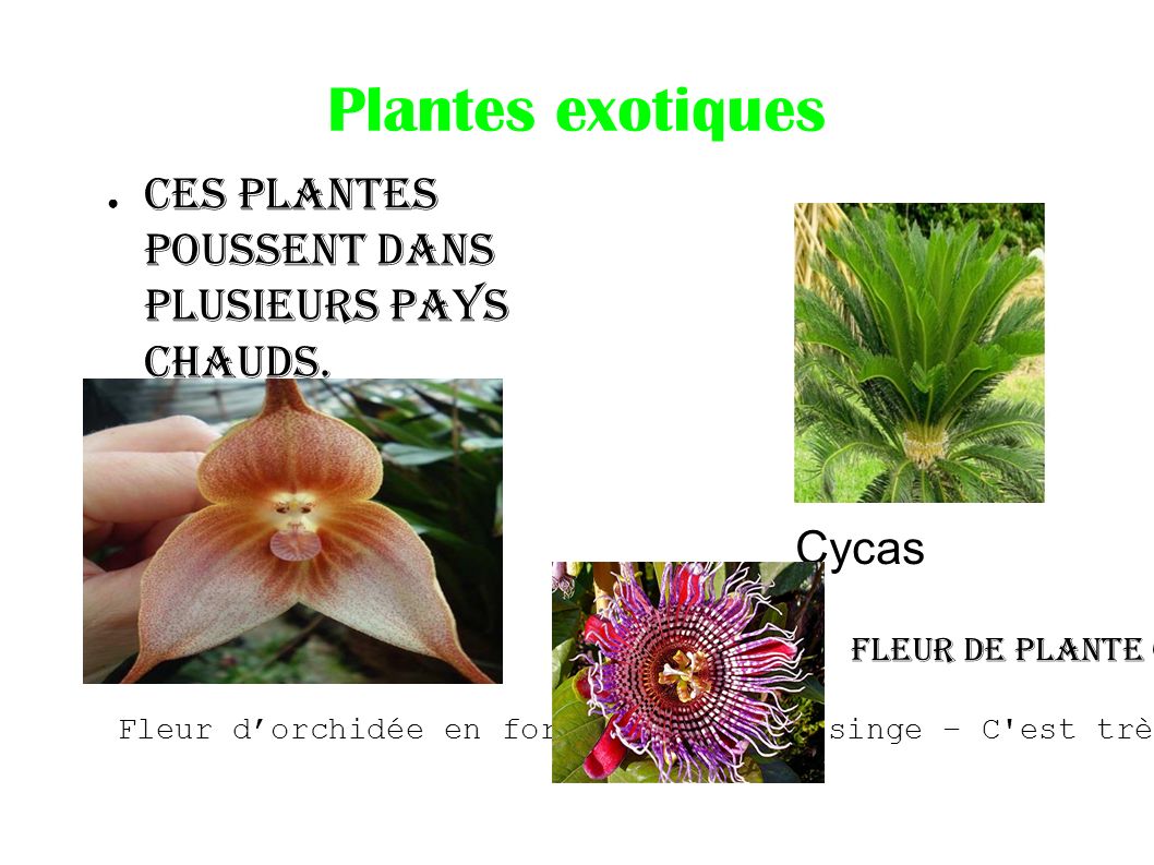 Plantes exotiques ● Ces plantes poussent dans plusieurs pays chauds.