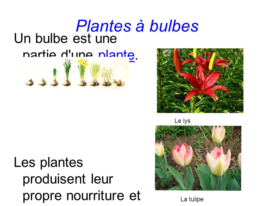 Plantes à bulbes Un bulbe est une partie d une plante.plante Les plantes produisent leur propre nourriture et certaines la stockent dans des feuilles spéciales, ou bulbes.