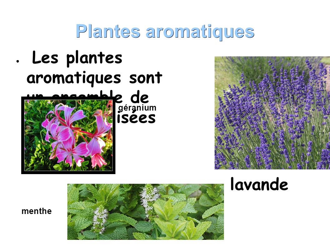 Plantes aromatiques ● L● Les plantes aromatiques sont un ensemble de plantes utilisées en cuisine lavande géranium menthe