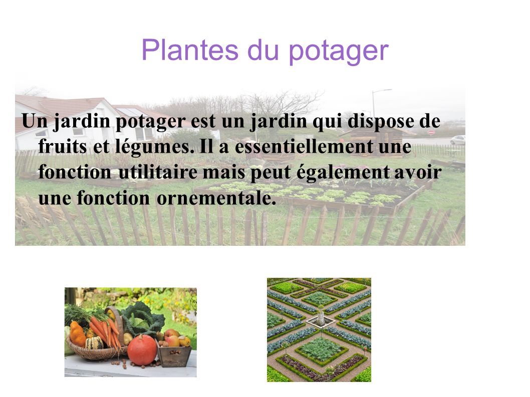 Plantes du potager Un jardin potager est un jardin qui dispose de fruits et légumes.