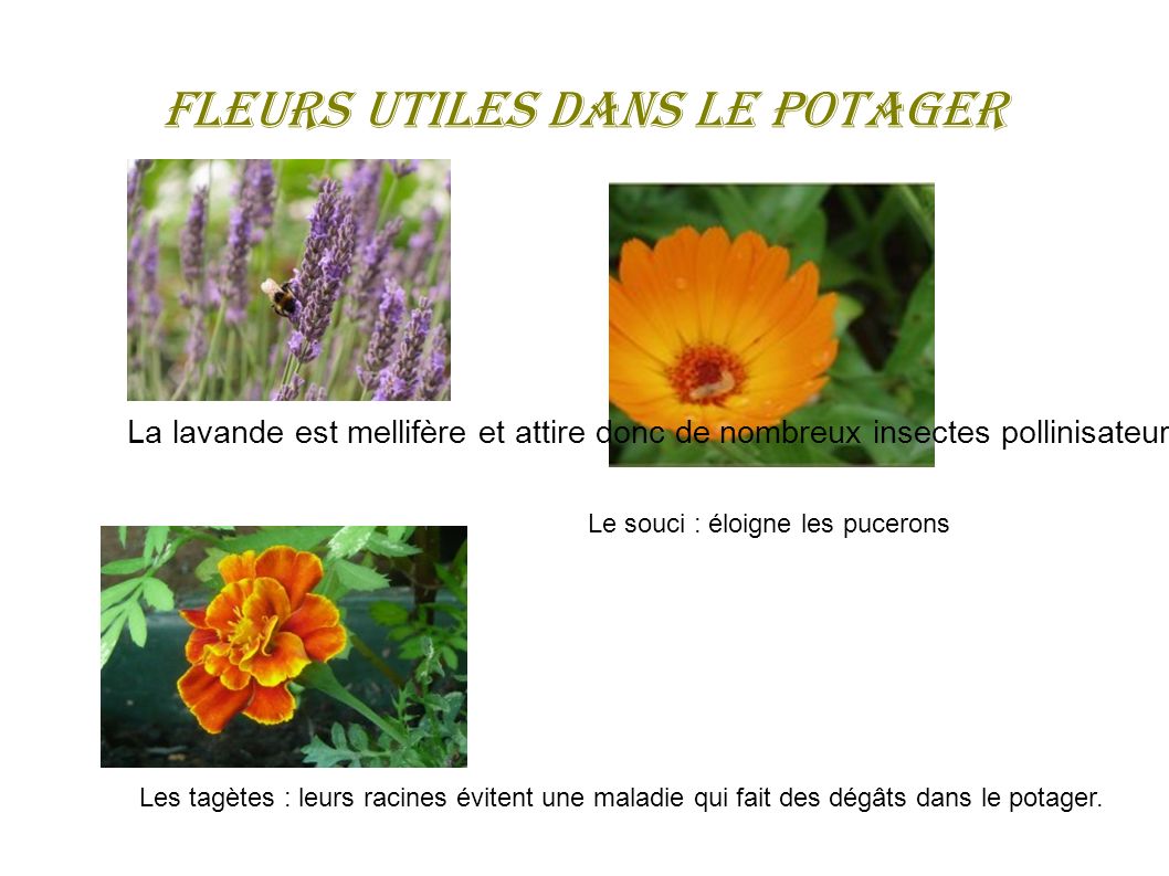 Fleurs utiles dans le potager Les tagètes : leurs racines évitent une maladie qui fait des dégâts dans le potager.