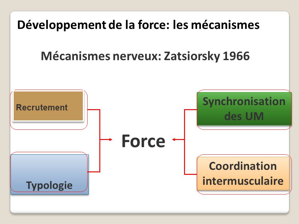 Développement de la force: les mécanismes Force Typologie Synchronisation des UM Coordination intermusculaire Mécanismes nerveux: Zatsiorsky 1966 Recrutement Recrutement