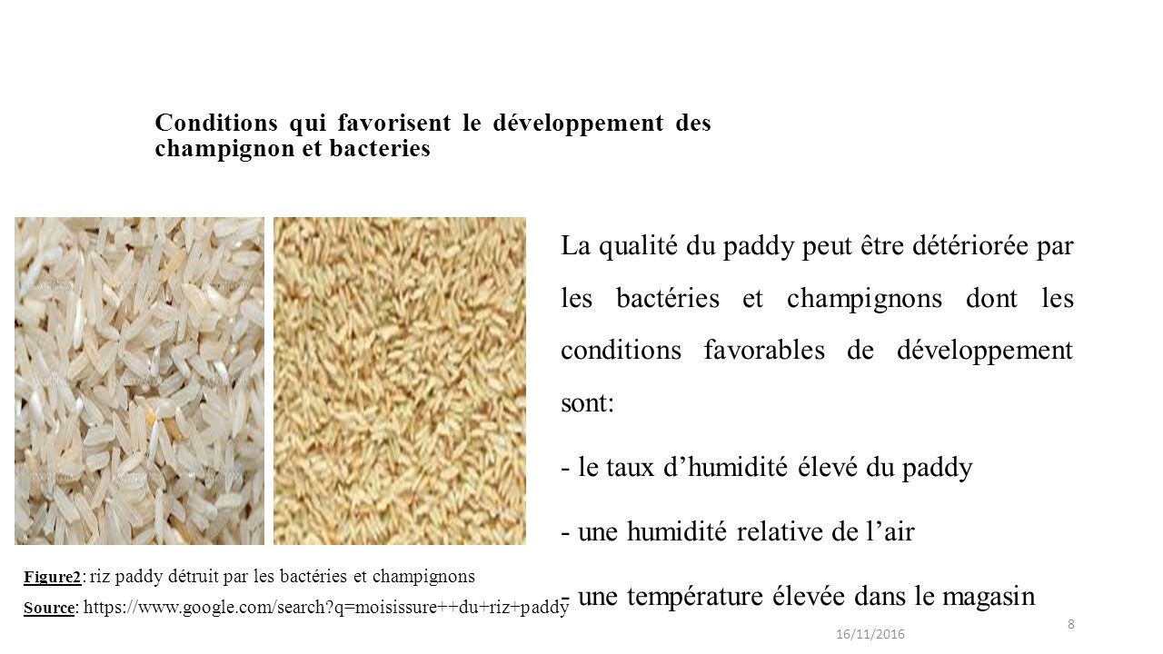 8 Conditions qui favorisent le développement des champignon et bacteries La qualité du paddy peut être détériorée par les bactéries et champignons dont les conditions favorables de développement sont: - le taux d’humidité élevé du paddy - une humidité relative de l’air - une température élevée dans le magasin Figure2 : riz paddy détruit par les bactéries et champignons Source :   q=moisissure++du+riz+paddy