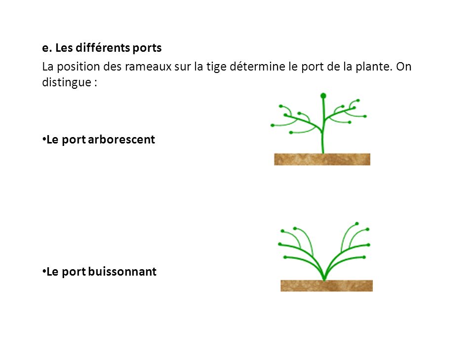 e. Les différents ports La position des rameaux sur la tige détermine le port de la plante.