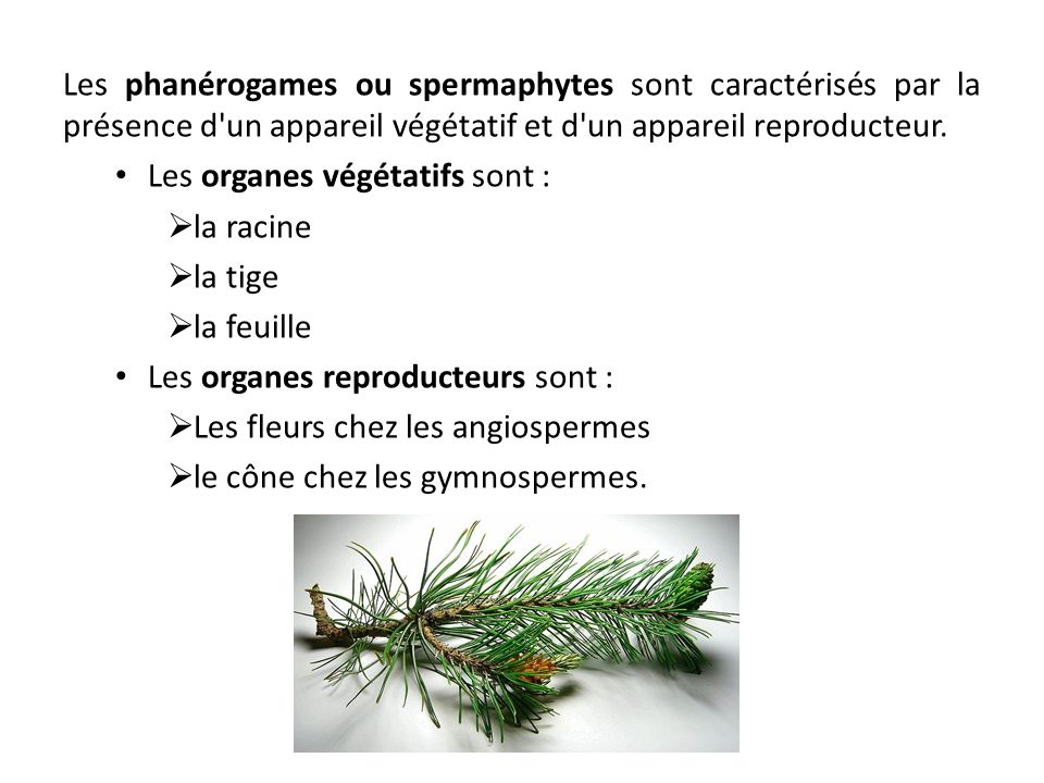 Les phanérogames ou spermaphytes sont caractérisés par la présence d un appareil végétatif et d un appareil reproducteur.