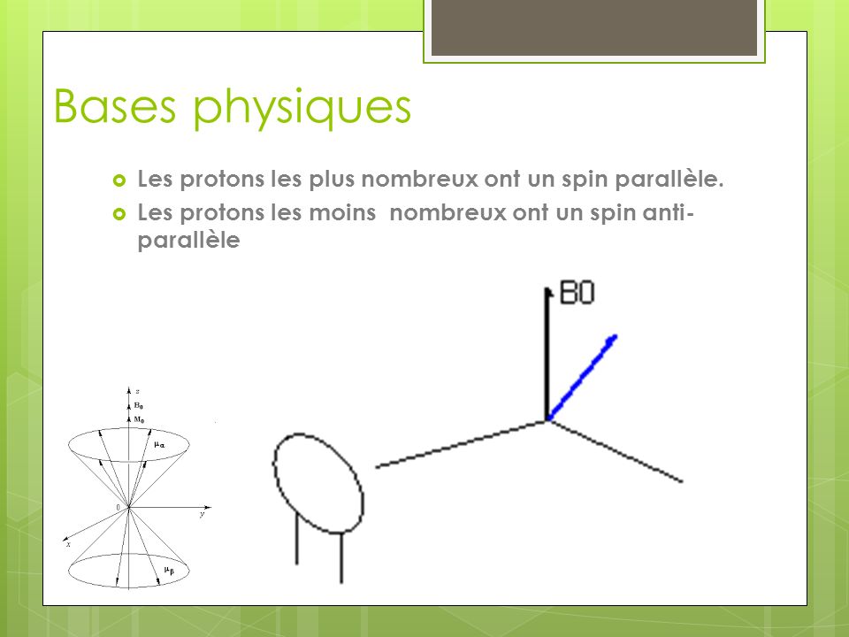 Bases physiques  Les protons les plus nombreux ont un spin parallèle.
