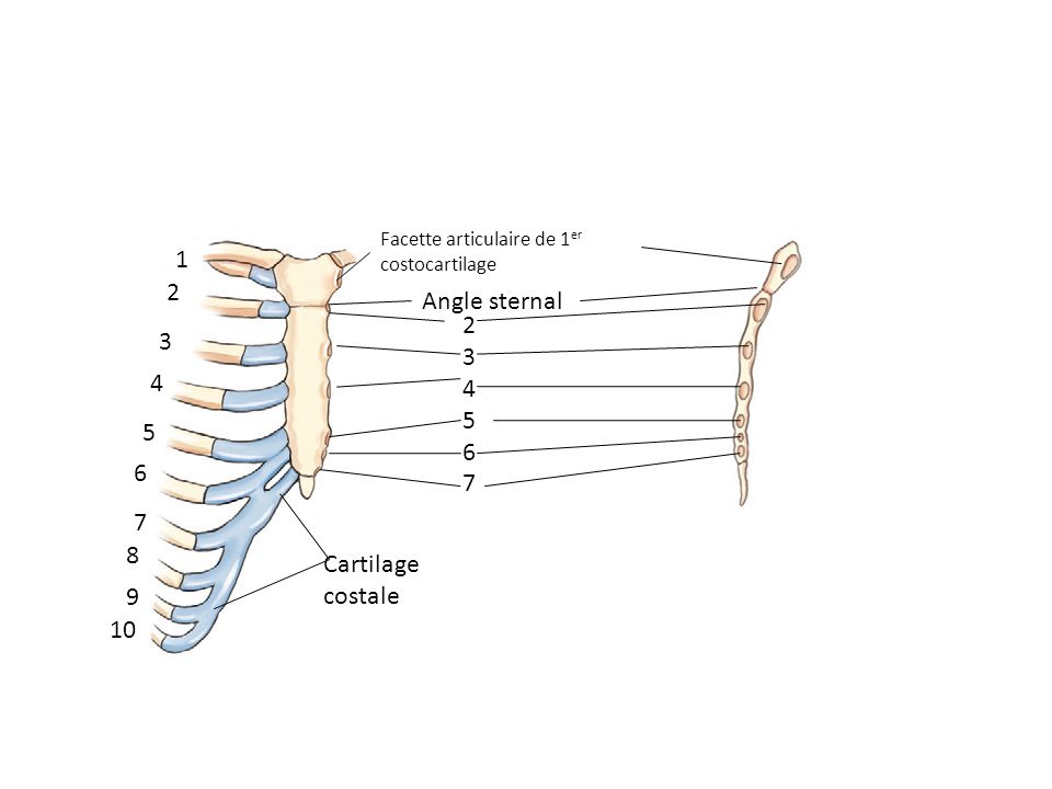 Facette articulaire de 1 er costocartilage Angle sternal Cartilage costale