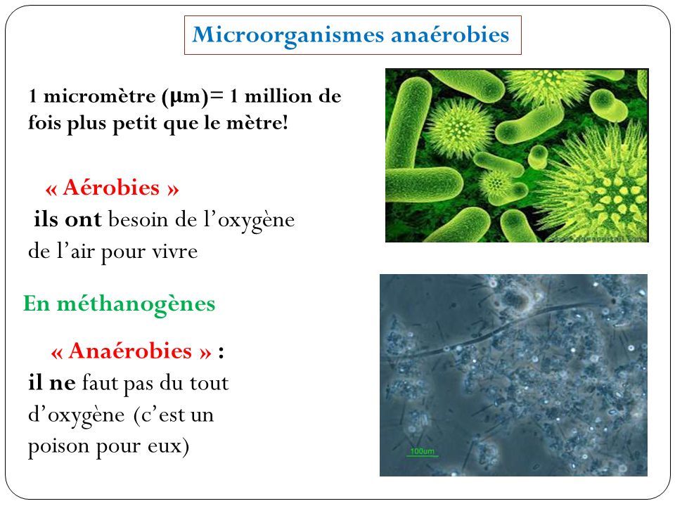Microorganismes anaérobies 1 micromètre ( μ m)= 1 million de fois plus petit que le mètre.