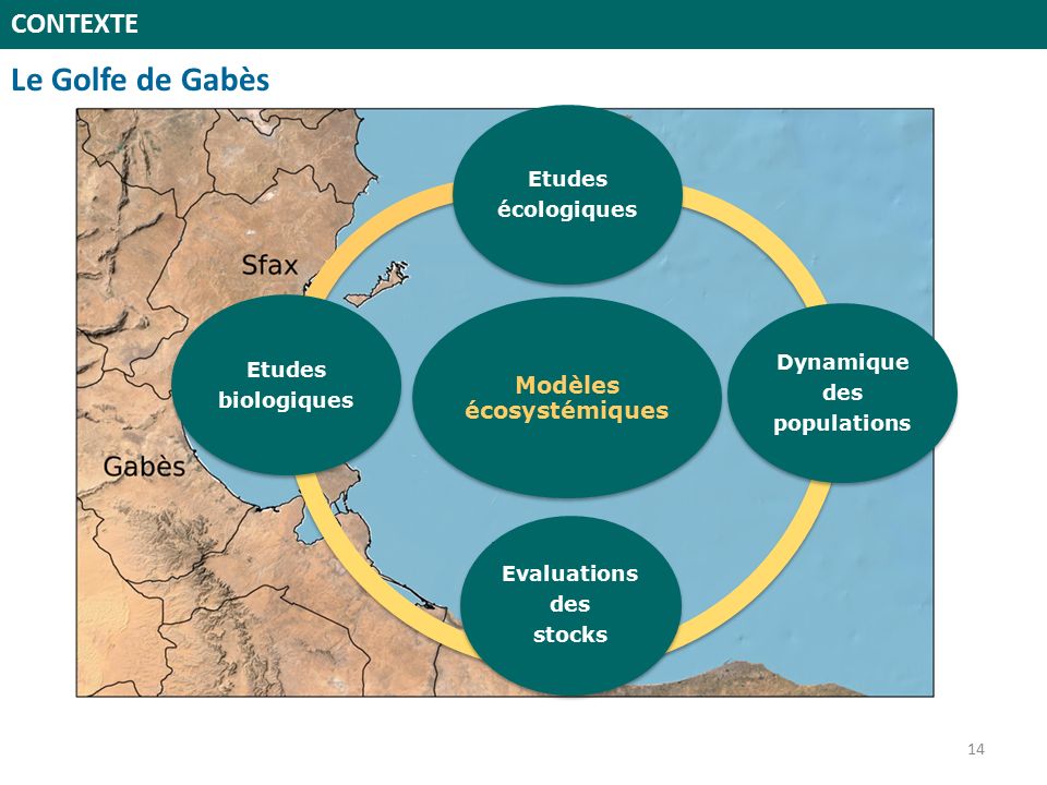 Le Golfe de Gabès CONTEXTE Modèles écosystémiques Etudes écologiques Dynamique des populations Etudes biologiques Evaluations des stocks 14