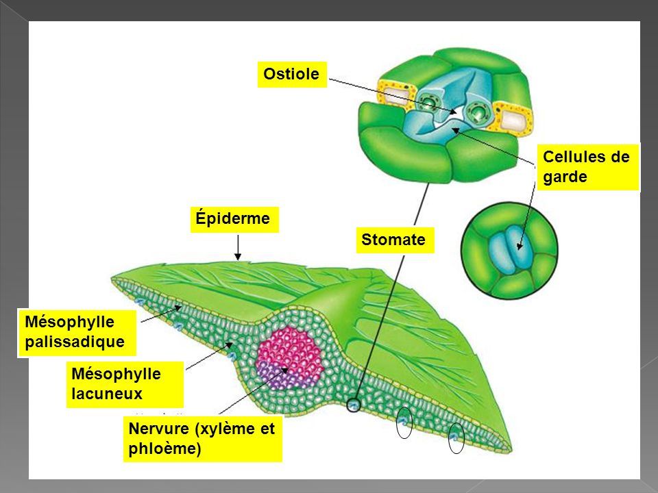 Épiderme Ostiole Cellules de garde Mésophylle palissadique Mésophylle lacuneux Nervure (xylème et phloème) Stomate