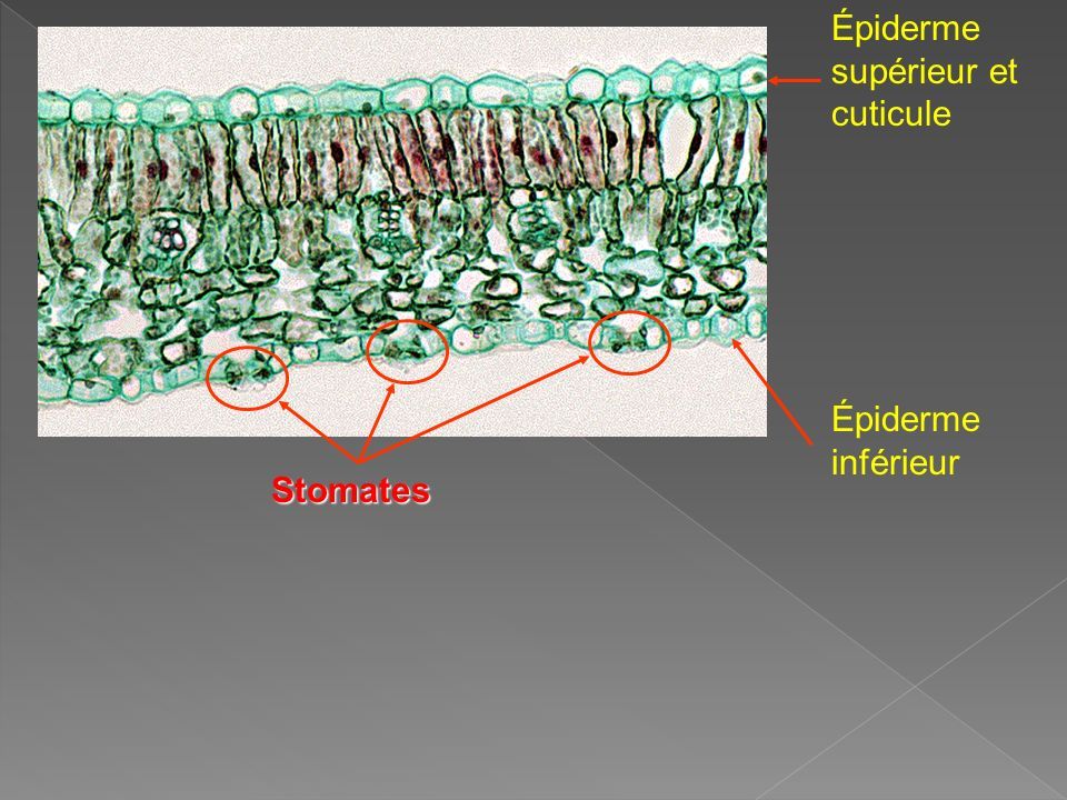 Épiderme supérieur et cuticule Épiderme inférieur Stomates