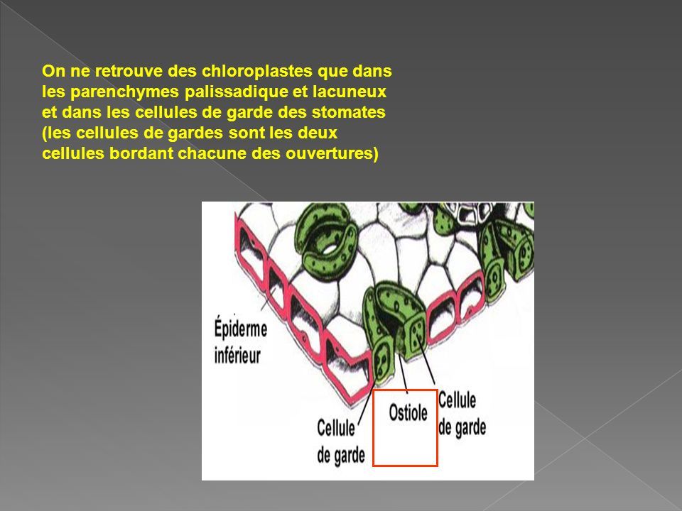 On ne retrouve des chloroplastes que dans les parenchymes palissadique et lacuneux et dans les cellules de garde des stomates (les cellules de gardes sont les deux cellules bordant chacune des ouvertures)