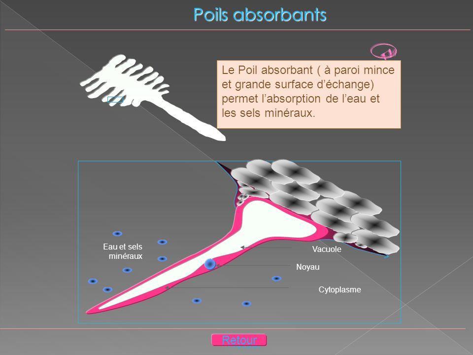 Poils absorbants Vacuole Noyau Cytoplasme Eau et sels minéraux  Le Poil absorbant ( à paroi mince et grande surface d’échange) permet l’absorption de l’eau et les sels minéraux.
