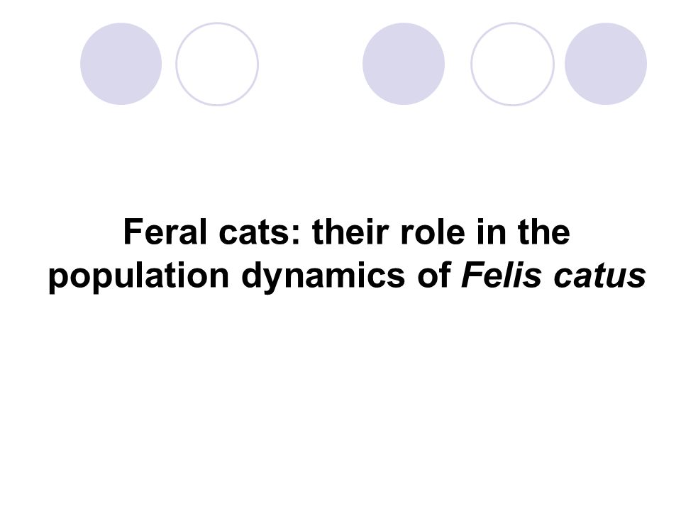 Feral cats: their role in the population dynamics of Felis catus
