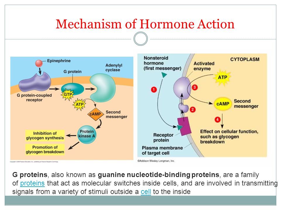 Mechanism of action. The mechanism of Action of Hormones. The mechanism of Action of Steroid Hormones. The mechanism of Action of the Peptide Hormone. Nucleus mechanisms of Action of Hormones.
