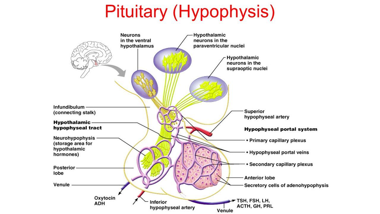 Гипофиз почек. The Endocrine System гипофиз. Hypophisis pituitary Gland. Hypothalamus pituitary System. Гипоталамус окситоцин.
