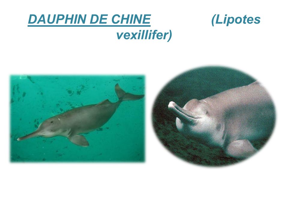 DAUPHIN DE CHINE (Lipotes vexillifer)