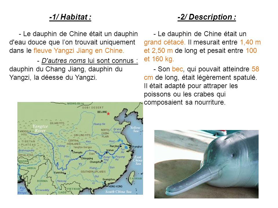 -1/ Habitat : - Le dauphin de Chine était un dauphin d eau douce que l’on trouvait uniquement dans le fleuve Yangzi Jiang en Chine.