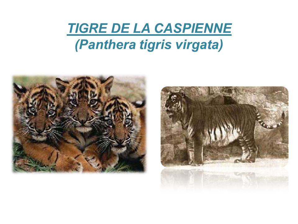 TIGRE DE LA CASPIENNE (Panthera tigris virgata)