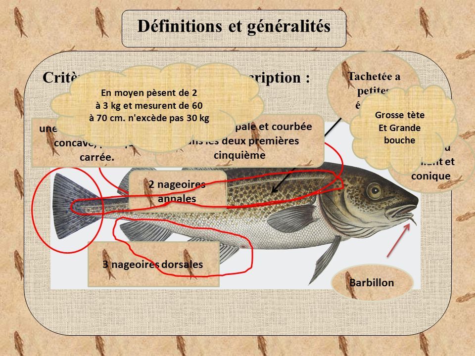 Huile de poisson : définition et explications