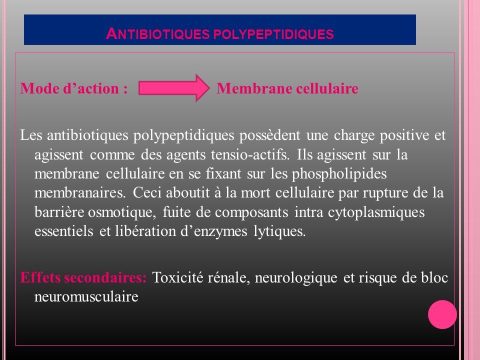 A NTIBIOTIQUES POLYPEPTIDIQUES Mode d’action : Membrane cellulaire Les antibiotiques polypeptidiques possèdent une charge positive et agissent comme des agents tensio-actifs.