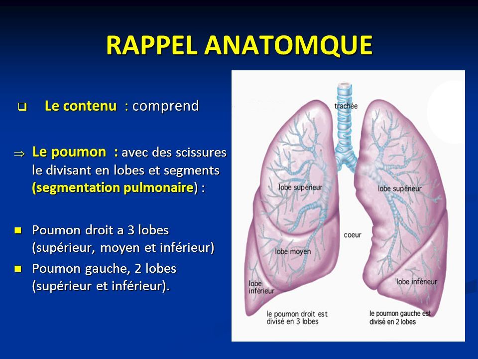 RAPPEL ANATOMQUE  Le contenu : comprend  Le poumon : avec des scissures le divisant en lobes et segments (segmentation pulmonaire) : Poumon droit a 3 lobes (supérieur, moyen et inférieur) Poumon droit a 3 lobes (supérieur, moyen et inférieur) Poumon gauche, 2 lobes (supérieur et inférieur).