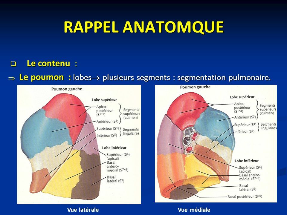 RAPPEL ANATOMQUE  Le contenu :  Le poumon : lobes  plusieurs segments : segmentation pulmonaire.
