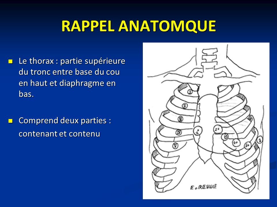 RAPPEL ANATOMQUE Le thorax : partie supérieure du tronc entre base du cou en haut et diaphragme en bas.